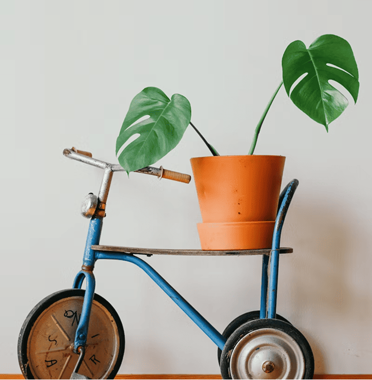 an old turquoise tricycle with a terracotta pot with a green plant on the seat
